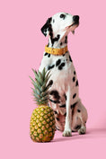 Load image into Gallery viewer, egan pineapple leather dog collar eco friendly