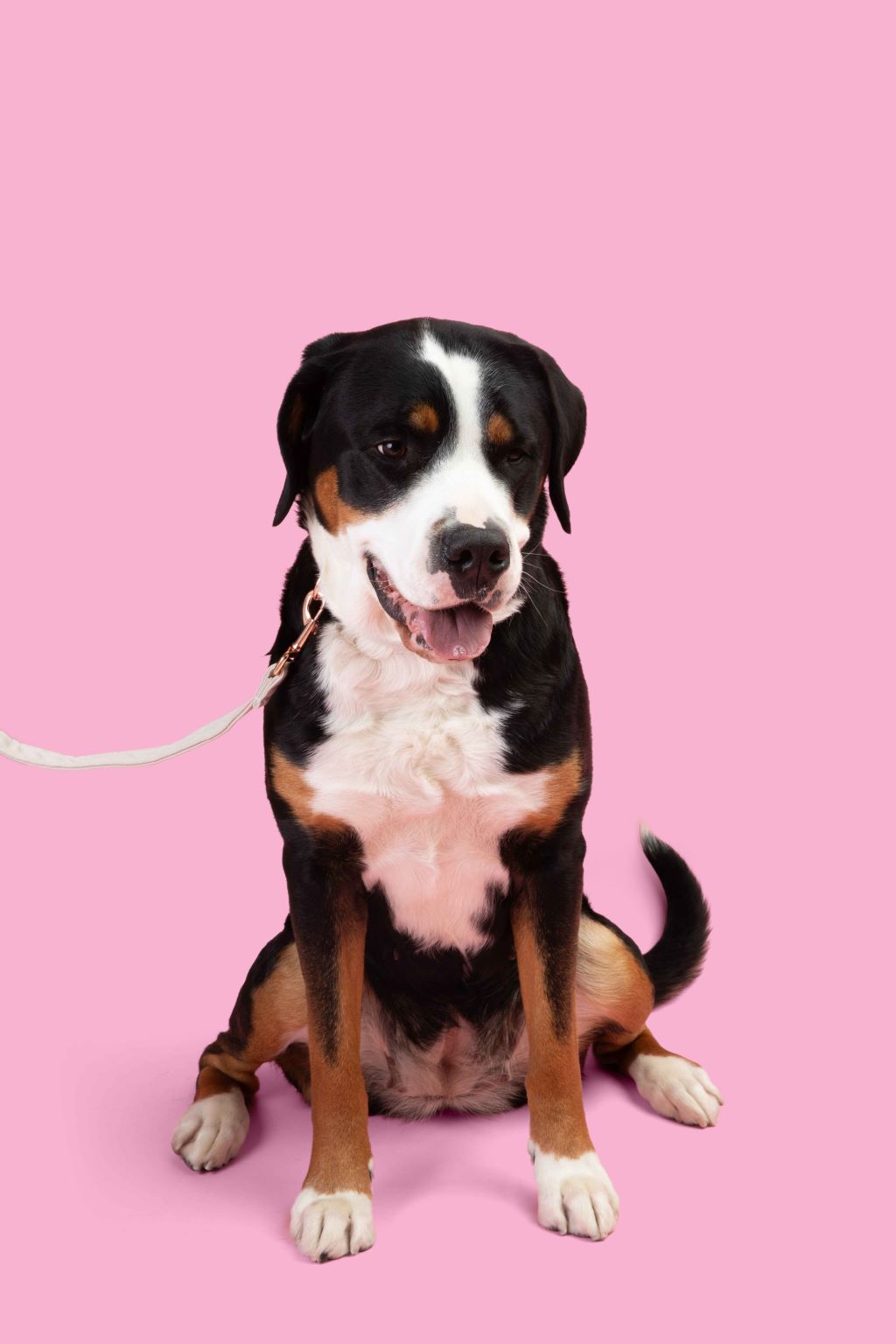 OFF-WHITE - RECYCLED OCEAN PLASTIC DOG LEASH - ECO-FRIENDLY
