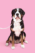 Load image into Gallery viewer, OFF-WHITE - RECYCLED OCEAN PLASTIC DOG LEASH - ECO-FRIENDLY
