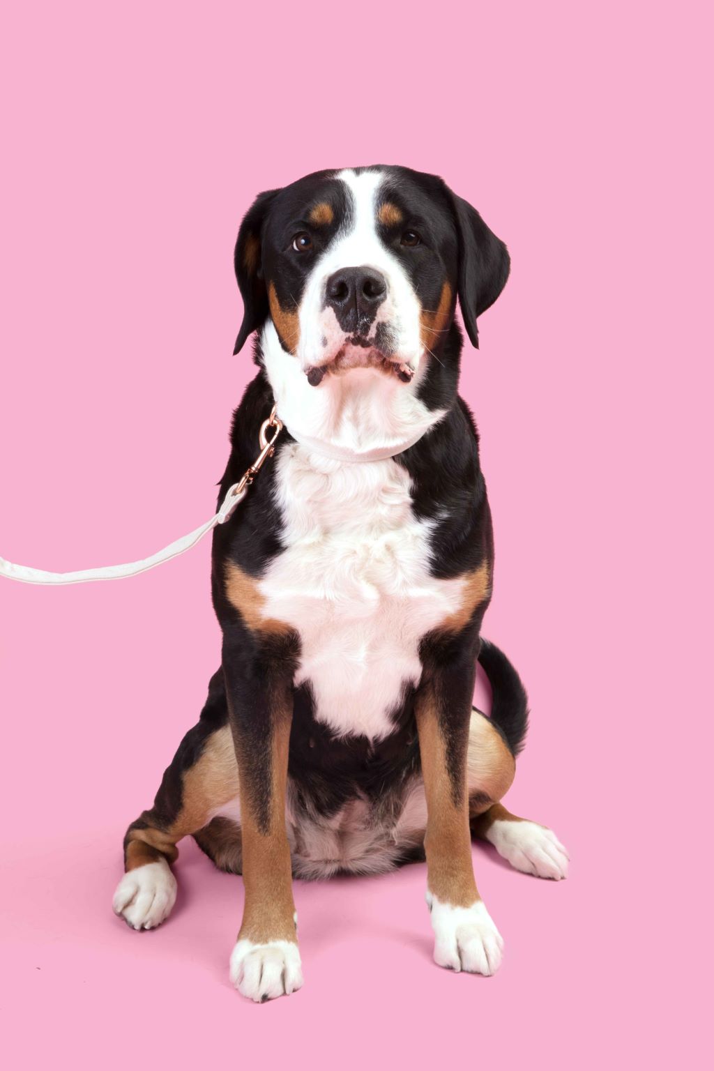 OFF-WHITE - RECYCLED OCEAN PLASTIC DOG LEASH - ECO-FRIENDLY