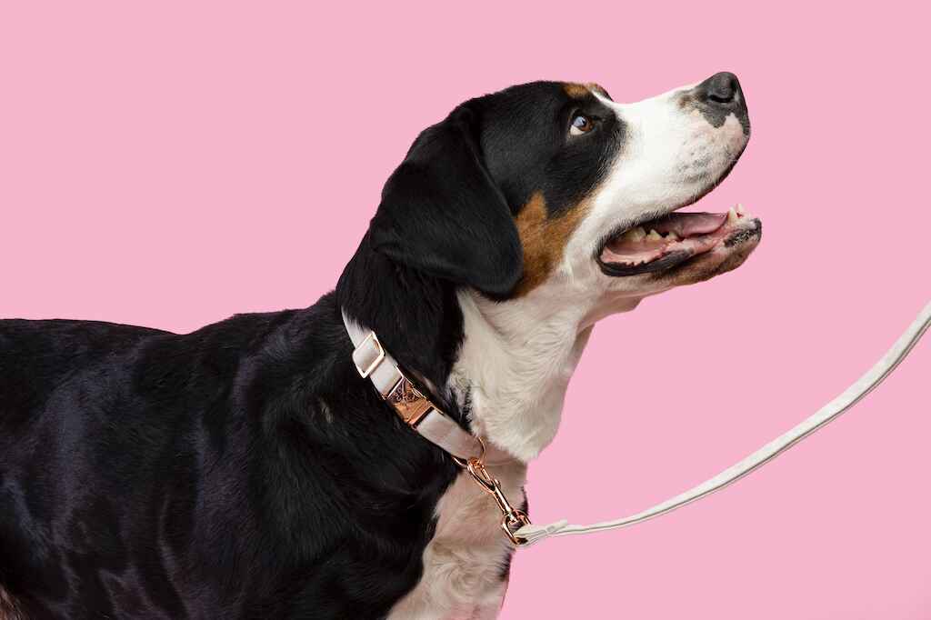 Eco-friendly dog collar and leash made from recycled ocean plastic