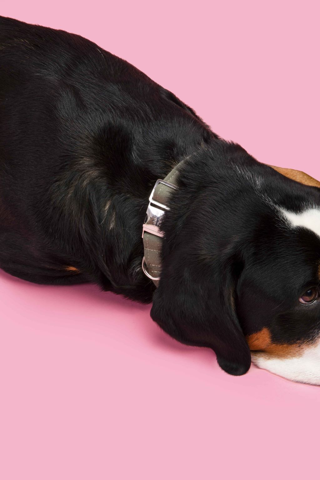 Eco-friendly dog collar made from recycled ocean plastic