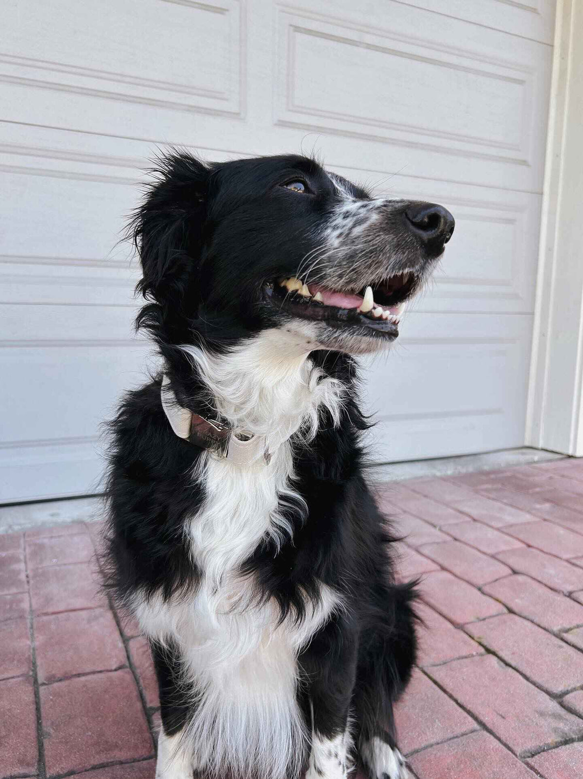 Eco-friendly dog collar made from recycled ocean plastic