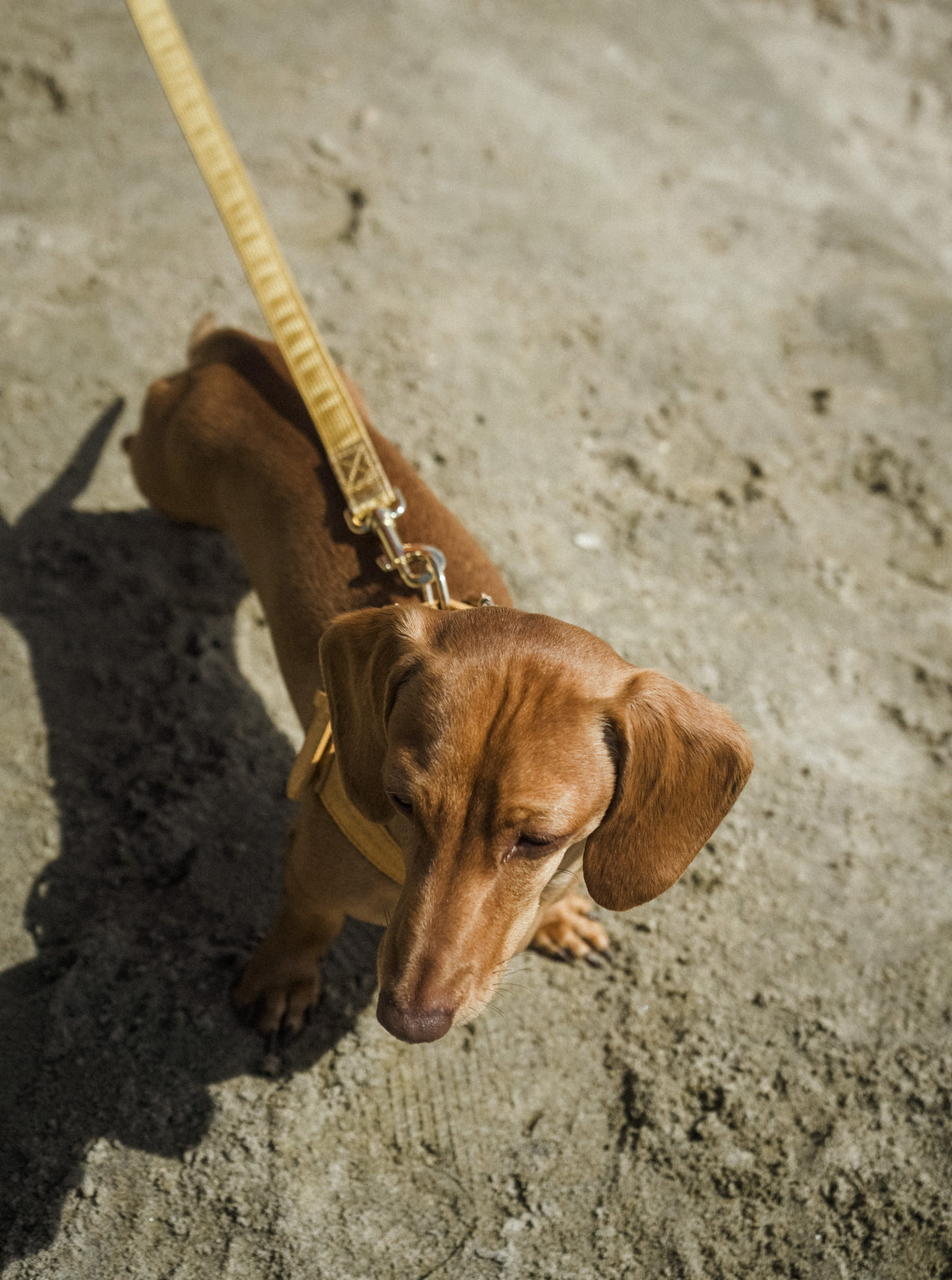 GOLD PIÑYA PINEAPPLE LEATHER DOG LEASH