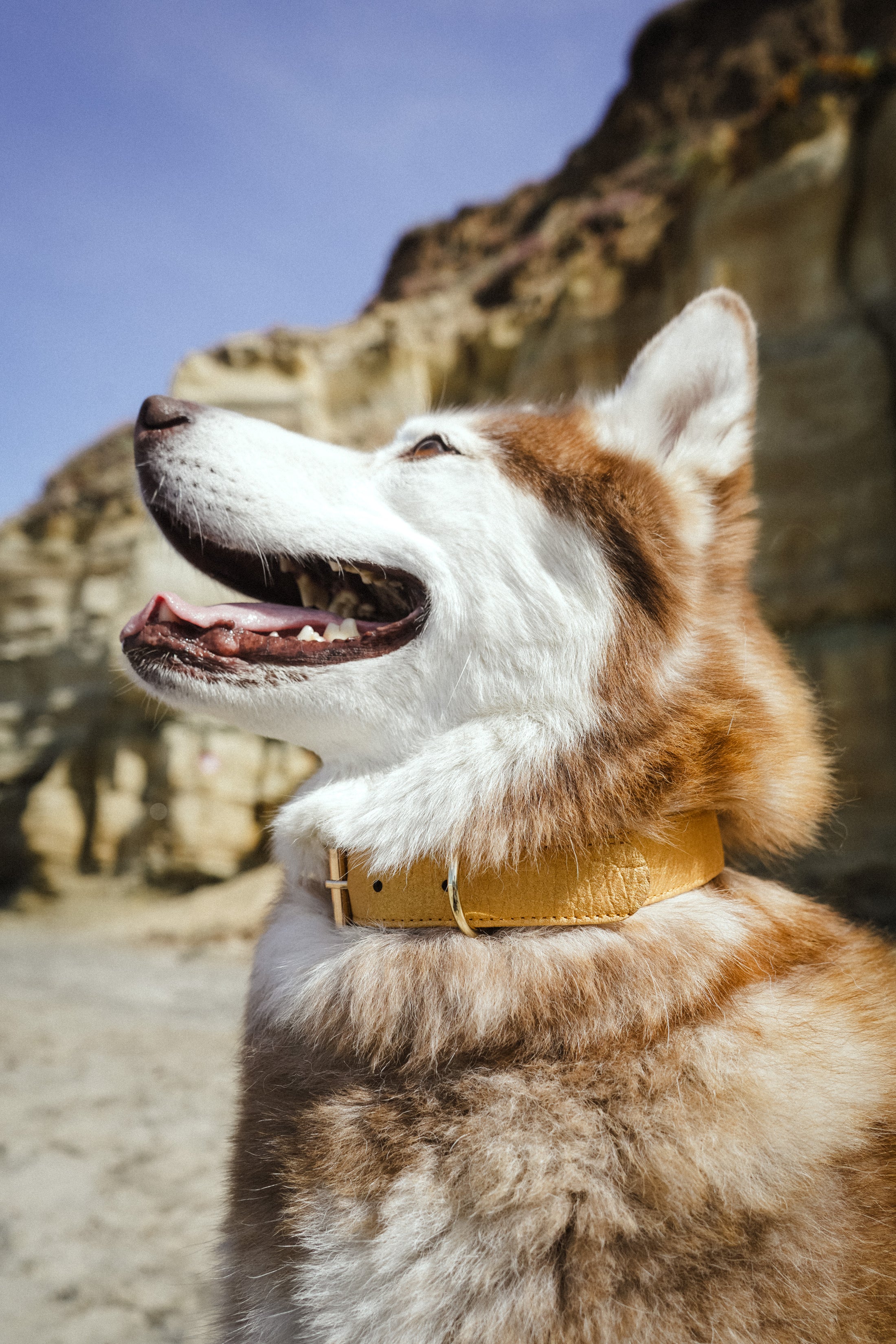 THE PINYA COLLECTION - GOLD PINEAPPLE LEATHER DOG COLLAR – VEGAN & ECO-FRIENDLY