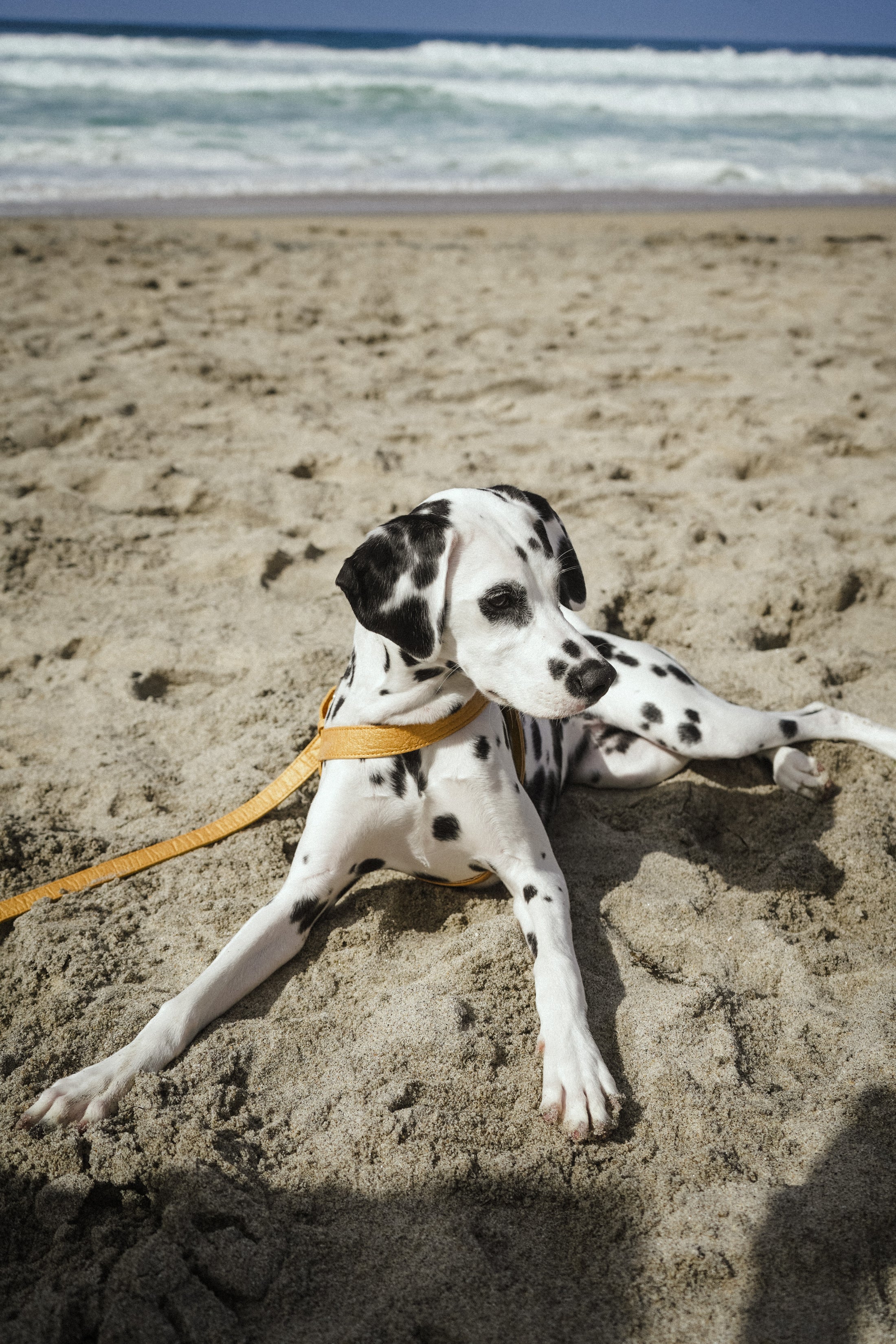 THE PINYA COLLECTION - GOLD PINEAPPLE LEATHER DOG LEASH – VEGAN & ECO-FRIENDLY
