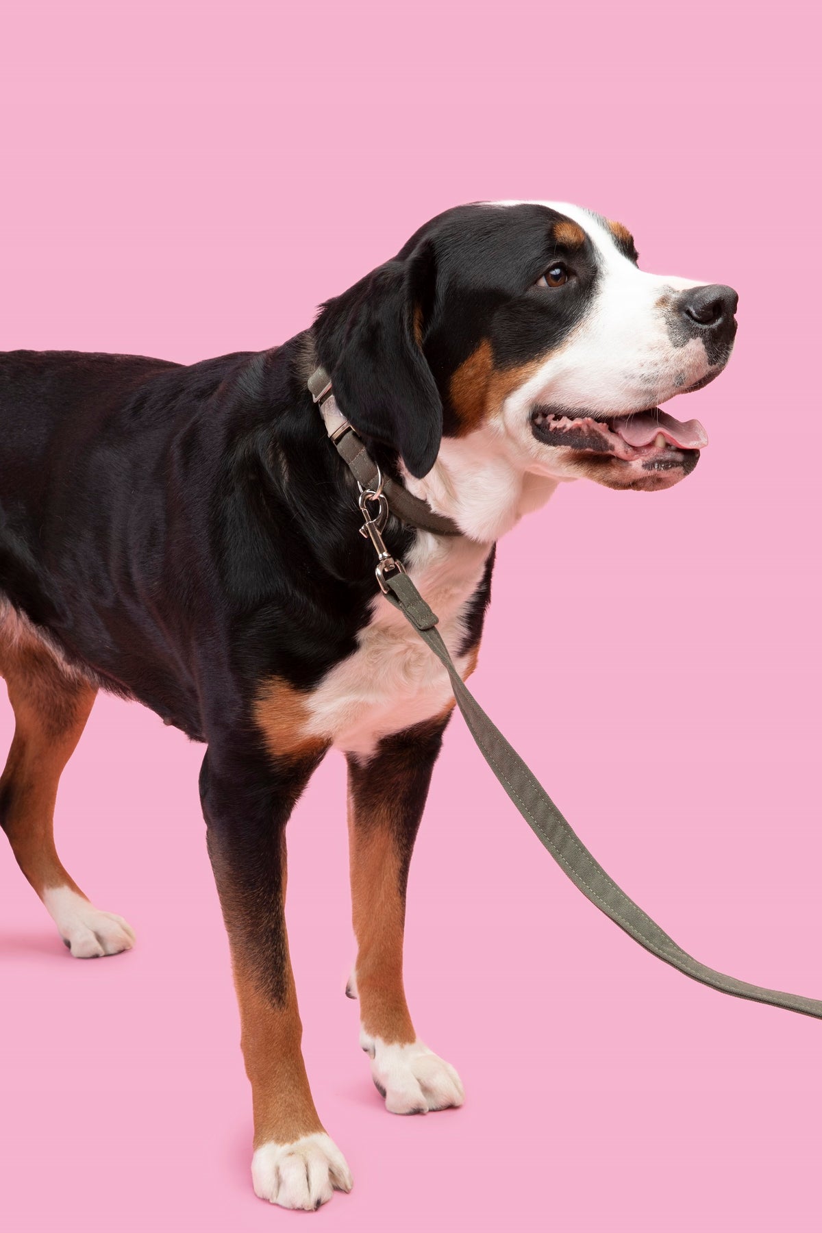 Eco-friendly dog collar  and leash made from recycled ocean plastic