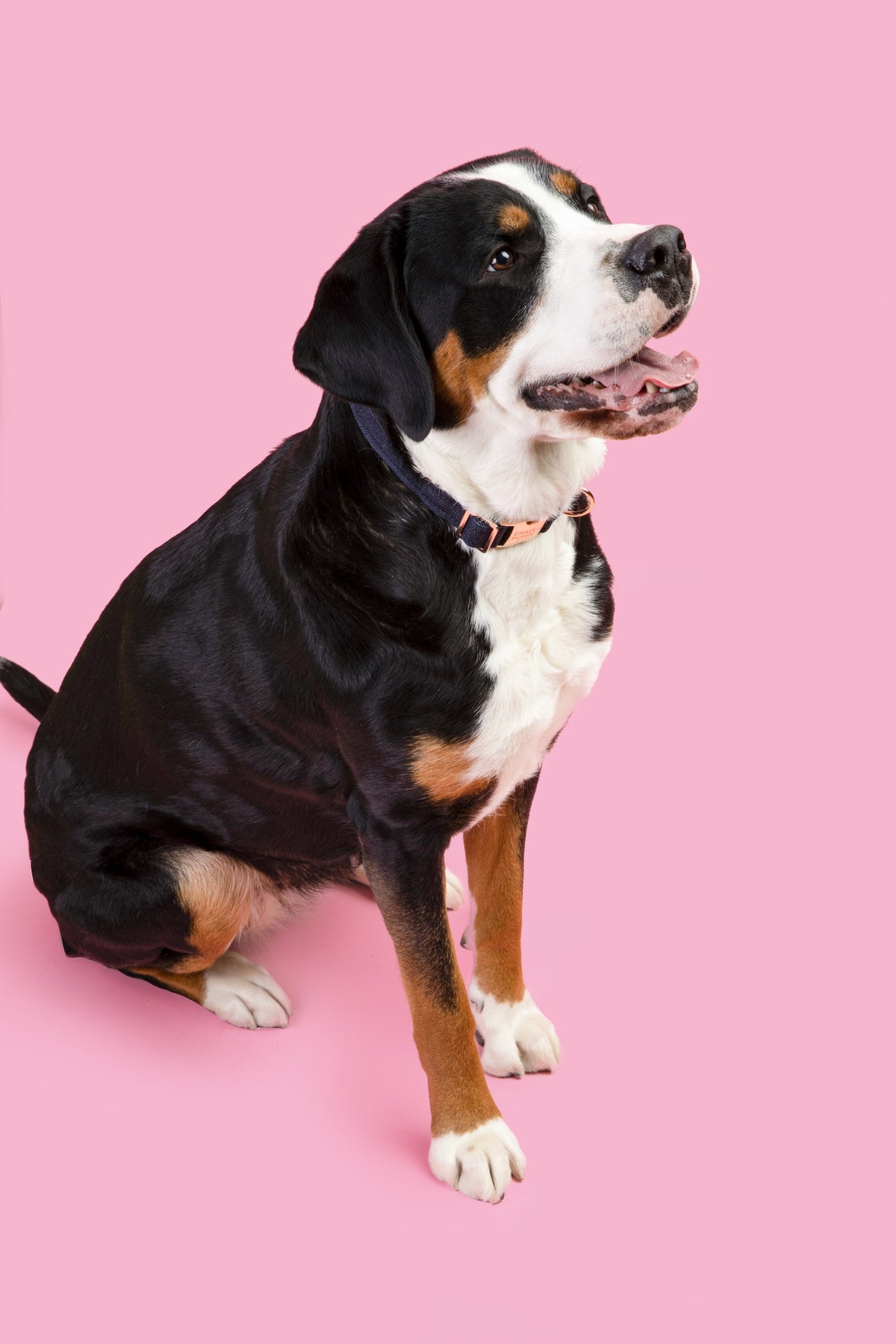 Eco-friendly dog collar made from recycled ocean plastic