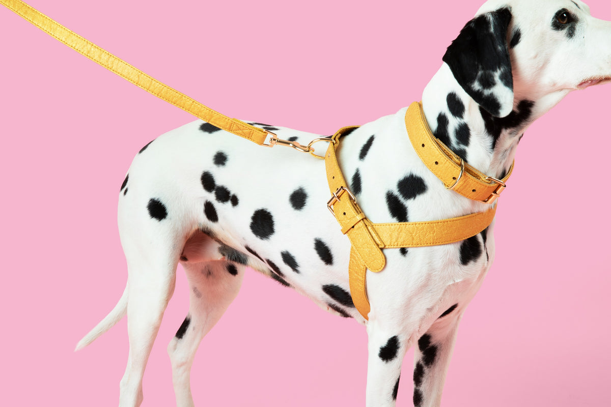 egan pineapple leather dog collar eco friendly