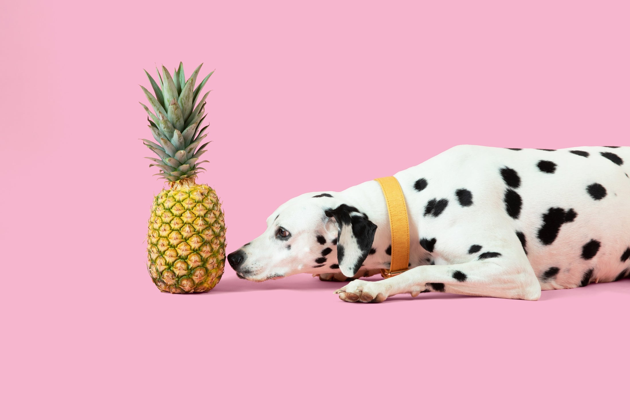 THE PINYA COLLECTION - GOLD PINEAPPLE LEATHER DOG COLLAR – VEGAN & ECO-FRIENDLY