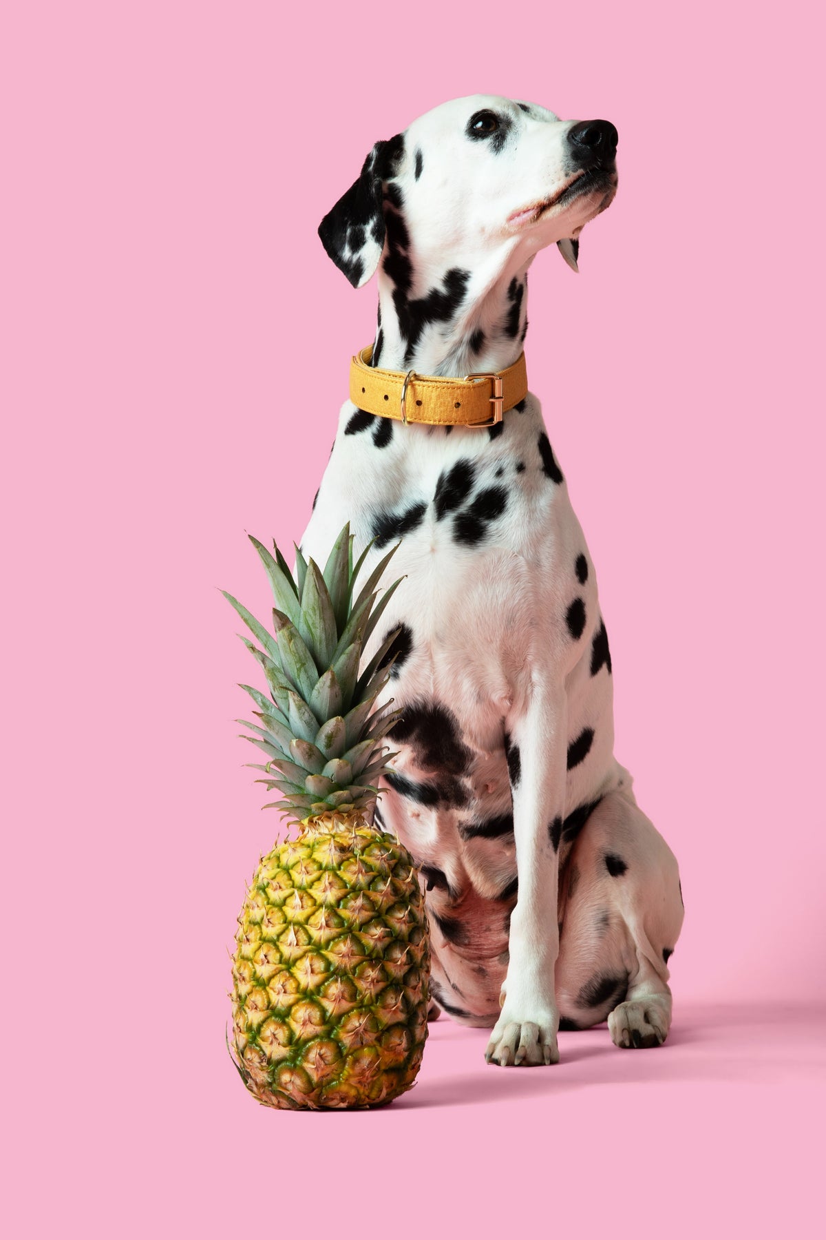 egan pineapple leather dog collar eco friendly