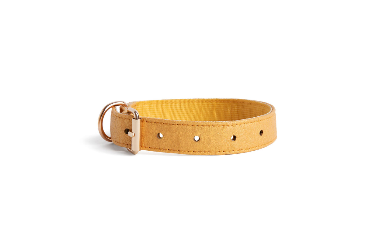 vegan pineapple leather dog collar eco friendly
