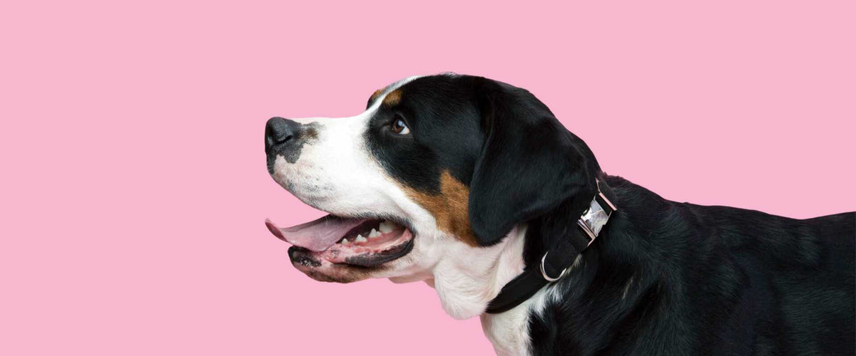 Eco-friendly dog collar made from recycled ocean plastic