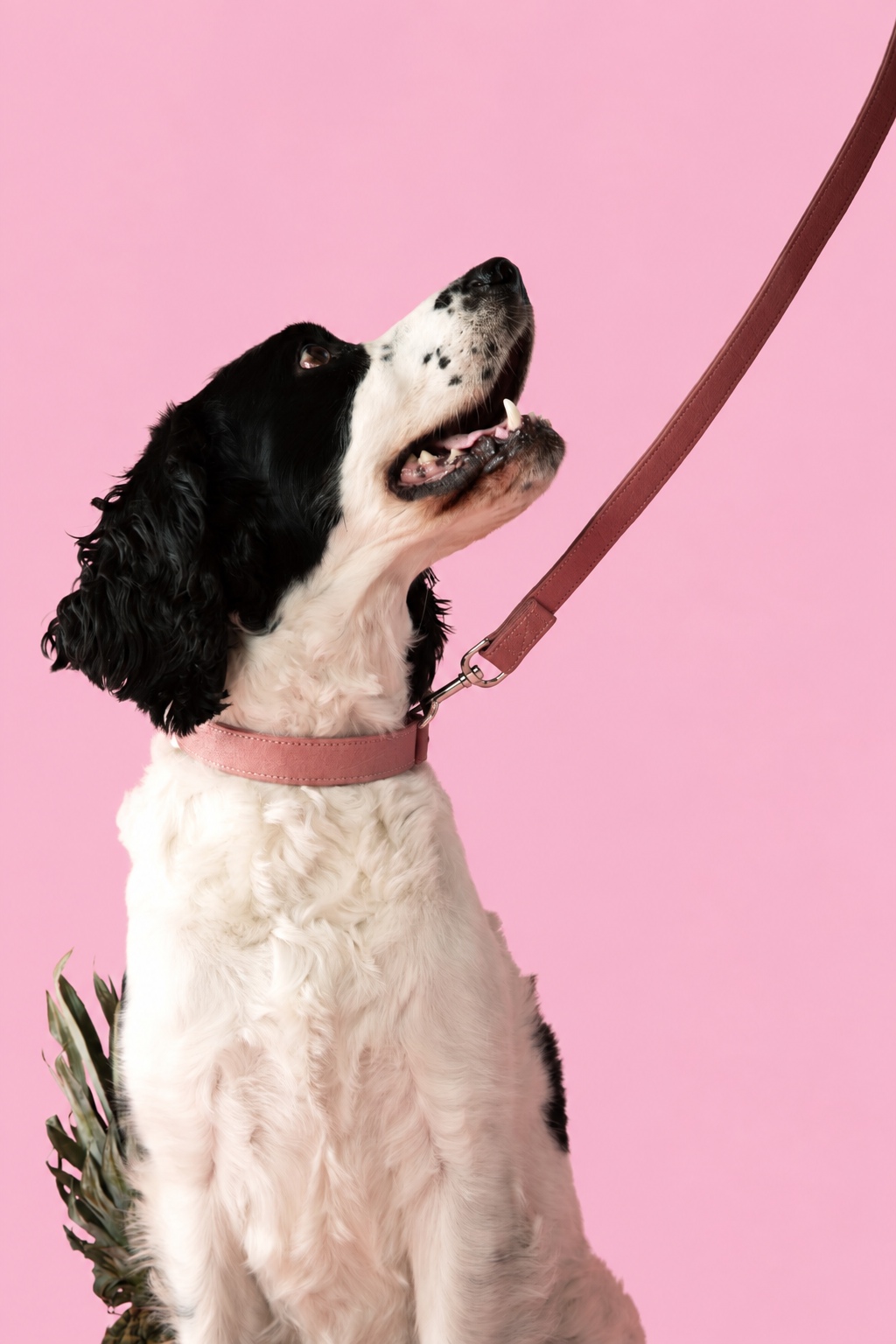 Close-up of dog wearing Pink Piñya collar and leash on a pink backdrop