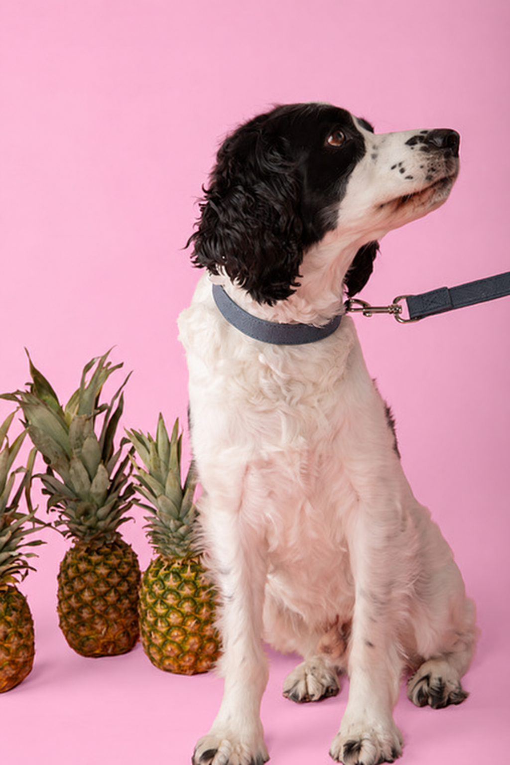 Dog wearing the Blue Piñya collar and leash